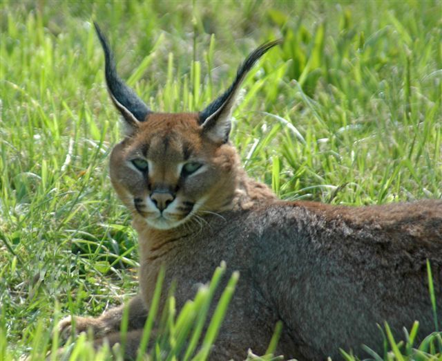 Le caracal!